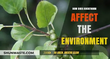 Buckthorn's Environmental Impact: Invasive Species Disrupting Ecosystems and Biodiversity