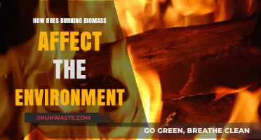 Burning Biomass: Environmental Impacts and Sustainability Concerns Explored