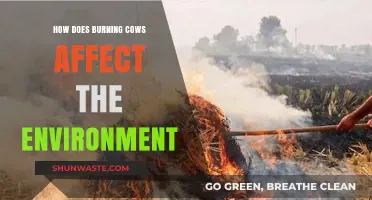 Burning Cows: Environmental Impact, Climate Change, and Sustainable Alternatives