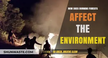 Burning Forests: Devastating Environmental Impacts and Long-Term Consequences Explained