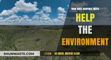 Burying Trees: Unlocking Carbon Sequestration and Ecosystem Restoration Benefits