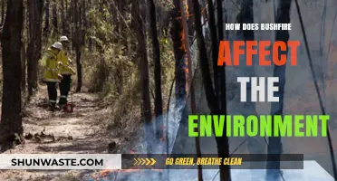 Bushfires' Devastating Impact: Environmental Consequences and Ecosystem Recovery Challenges