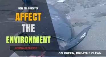 Bycatch's Environmental Impact: Threats to Marine Ecosystems and Biodiversity