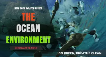 Bycatch's Devastating Impact: How Unintended Catch Harms Ocean Ecosystems