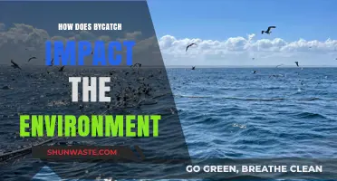 Bycatch's Environmental Toll: Unseen Threats to Marine Ecosystems Explained