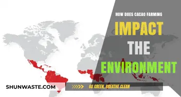 Cacao Farming's Environmental Impact: Sustainability Challenges and Solutions Explored