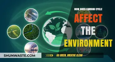 Carbon Cycle's Impact: Shaping Climate, Ecosystems, and Environmental Balance