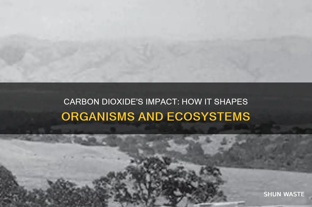 how does carbon dioxide affect organisms in their environment