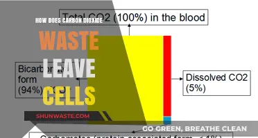 How Cells Eliminate Carbon Dioxide Waste: A Detailed Process