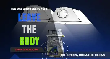 Understanding How Carbon Dioxide Waste Exits the Human Body