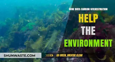 Carbon Sequestration: A Powerful Tool to Combat Climate Change