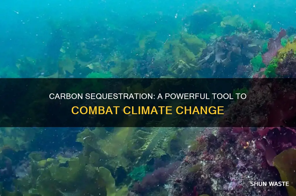 how does carbon sequestration help the environment