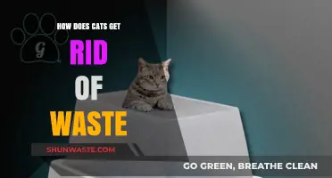 Understanding How Cats Efficiently Eliminate Waste in Their Daily Lives