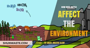 Cattle's Environmental Impact: Climate, Land Use, and Sustainability Explained