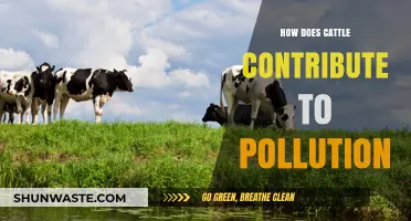 Cattle Pollution: The Dark Side of Livestock Farming