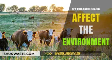 Cattle Grazing's Environmental Impact: Land, Water, and Climate Effects