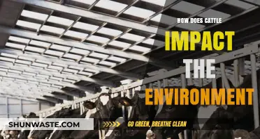 Cattle's Environmental Impact: Climate, Land Use, and Sustainability Explained