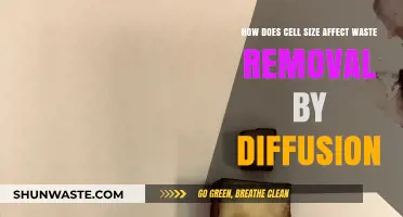 Cell Size Impact: Diffusion Efficiency in Waste Removal Explained
