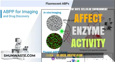 Cellular Environment's Impact on Enzyme Activity: Unlocking Biological Efficiency