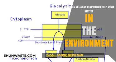 Cellular Respiration: Powering Life and Recycling Matter in Ecosystems