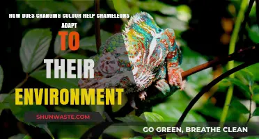 Chameleon Color Change: Survival Adaptation in Dynamic Environments Explained