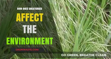Cheatgrass Invasion: Environmental Impacts and Ecosystem Disruption Explained