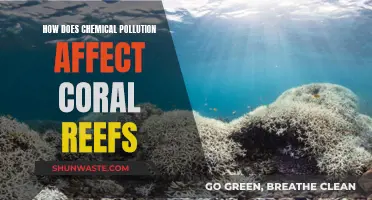 Chemical Pollution's Impact on Coral Reefs