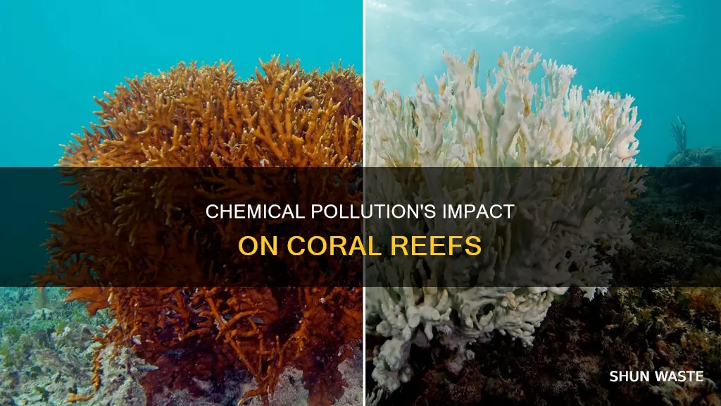 how does chemical pollution affect coral reefs