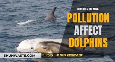 Chemical Pollution's Impact on Dolphins' Health and Environment