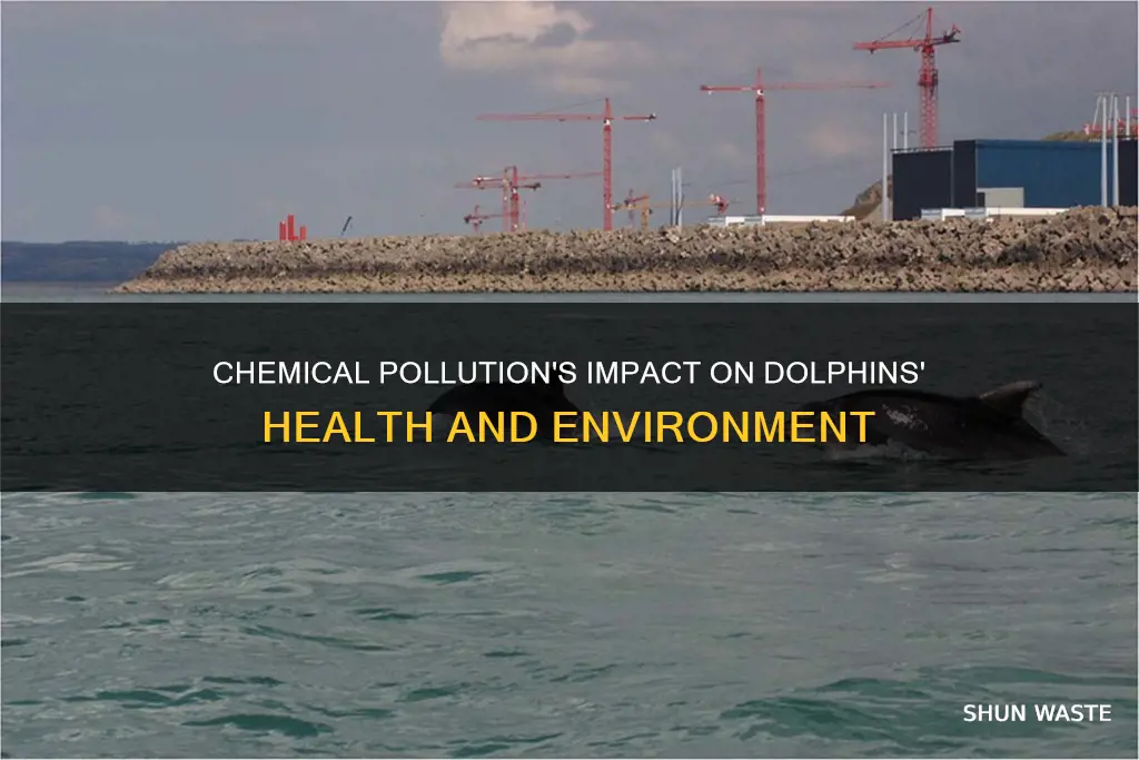 how does chemical pollution affect dolphins