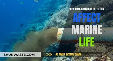 Chemical Pollution's Impact on Marine Life