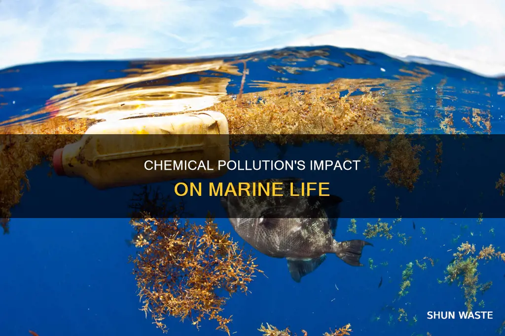 how does chemical pollution affect marine life