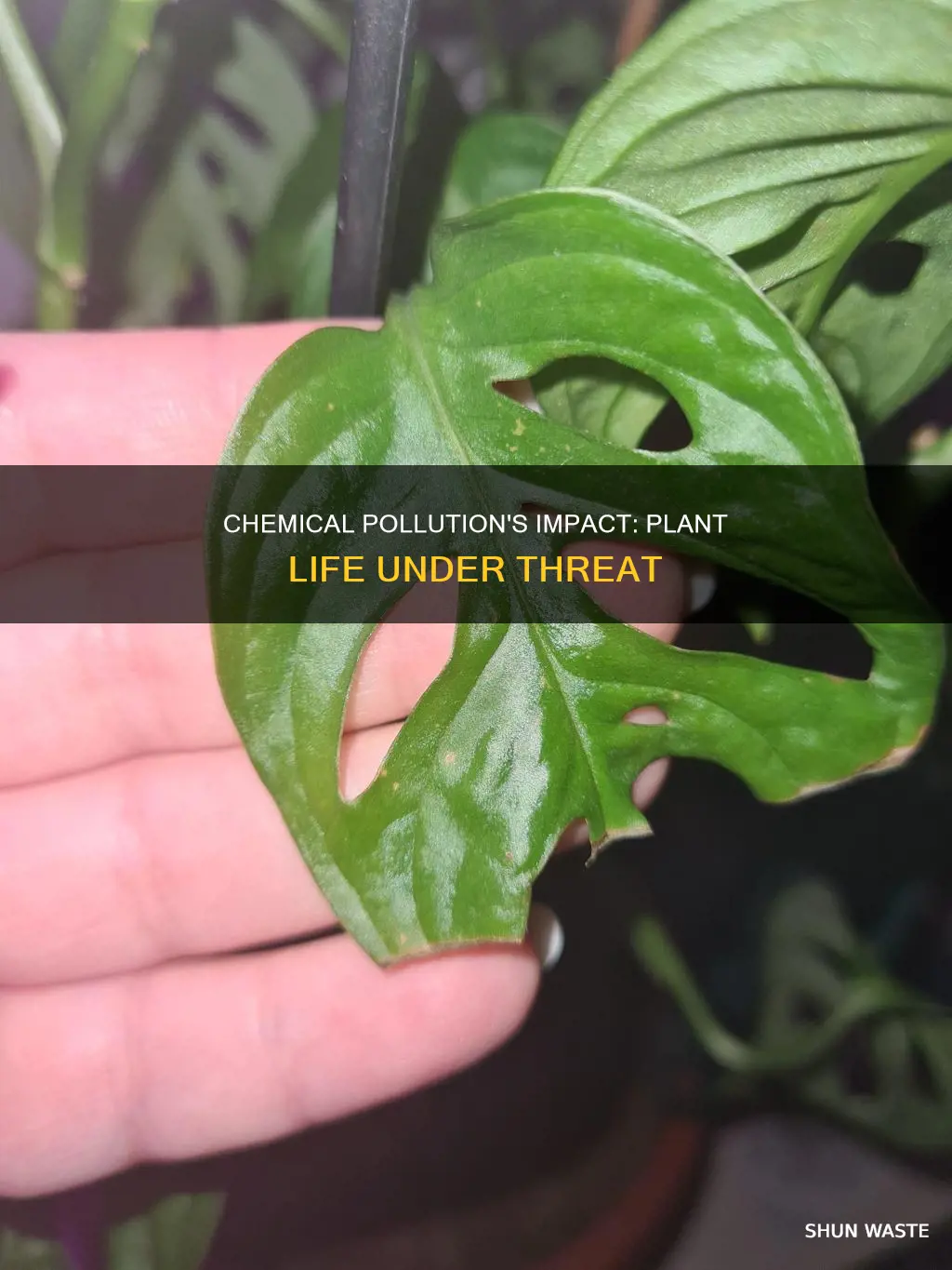 how does chemical pollution affect plant life