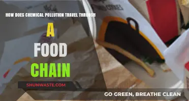 Chemical Pollution's Journey Through a Food Chain