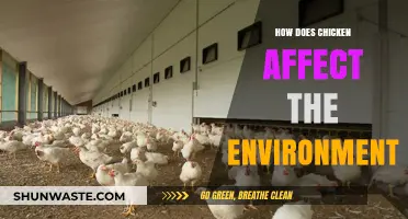 Chicken's Environmental Impact: Sustainable Practices vs. Ecological Consequences