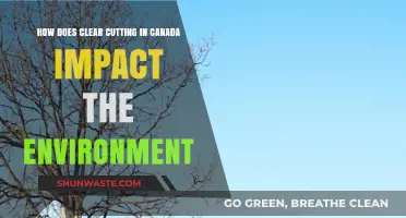 Clear-Cutting in Canada: Environmental Impacts and Ecosystem Consequences Explored