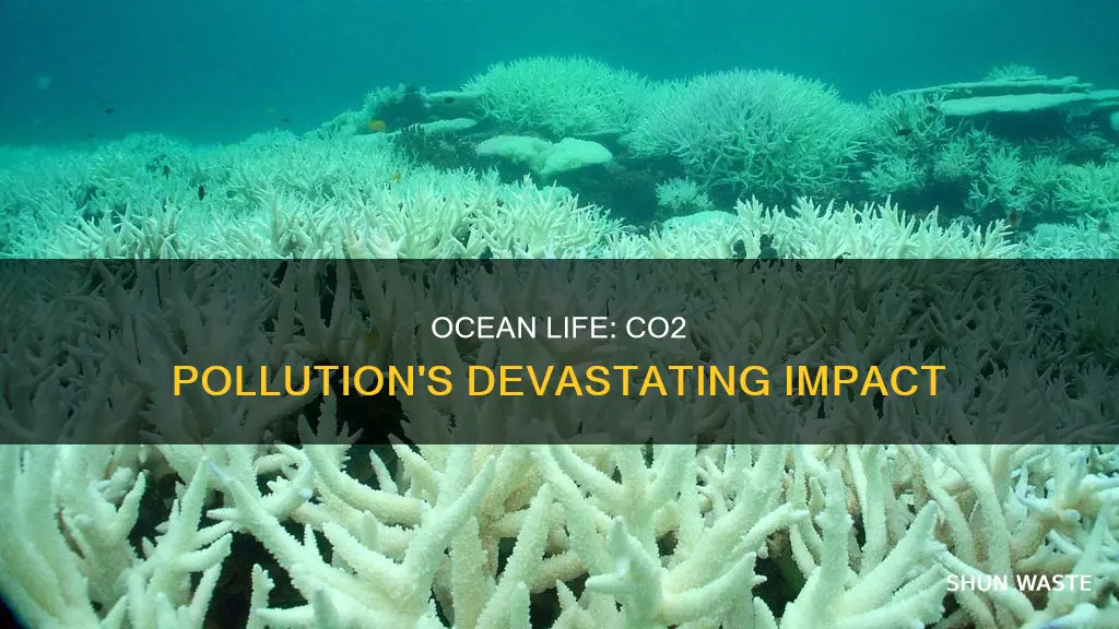 how does co2 pollution affect life in the ocean