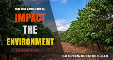 Coffee Farming's Environmental Impact: Challenges and Sustainable Solutions