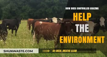 Controlled Grazing: A Sustainable Practice for Environmental Restoration and Health