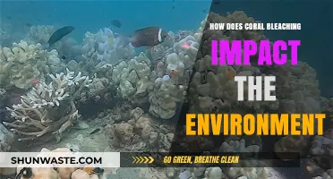 Coral Bleaching: Devastating Environmental Impacts and Ecosystem Consequences Explained