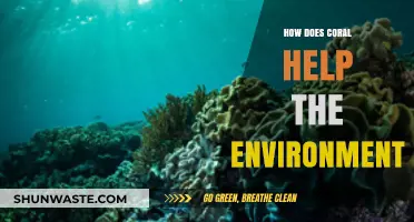 Coral Reefs: Vital Ecosystems Supporting Biodiversity and Coastal Protection