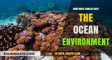 Corlas: Innovative Solutions for a Healthier, Cleaner Ocean Environment