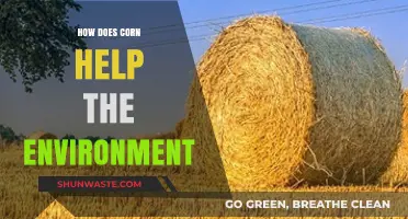 Corn's Eco-Friendly Impact: Sustainable Benefits for a Greener Planet