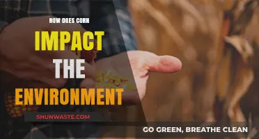Corn's Environmental Impact: Cultivation, Emissions, and Sustainability Challenges