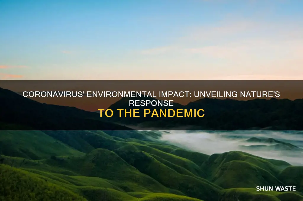 how does coronavirus impact the environment