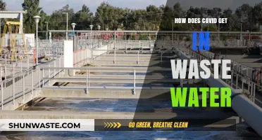 How COVID-19 Enters Wastewater: Uncovering the Pathways and Risks