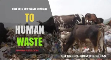 Cow vs. Human Waste: Environmental Impact and Management Comparison