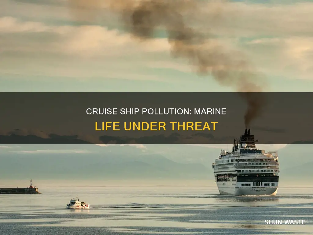 how does cruise ship pollution affect marine life