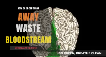CSF's Role in Clearing Waste from the Bloodstream Explained