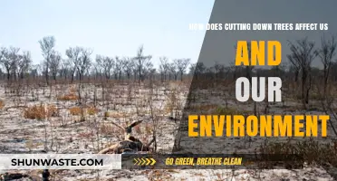 Deforestation's Impact: How Cutting Trees Harms Us and Our Planet